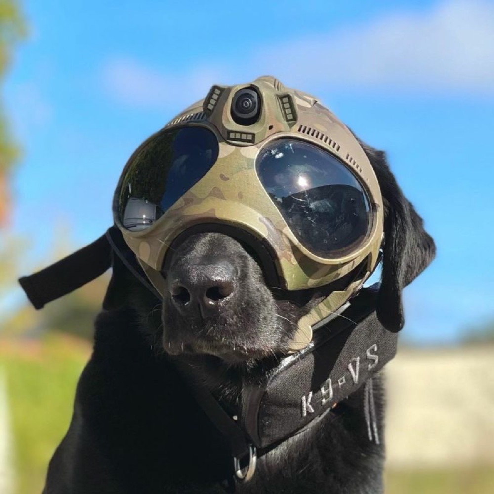 A K9 wearing tactical camera gear, geared up and mission-ready